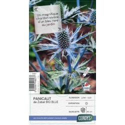 ERYNGIUM zabelii...