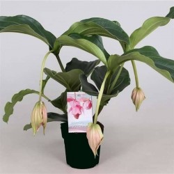 MEDINELLA magnifica H55 P17