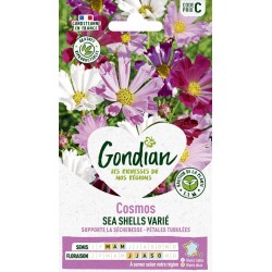 GONDIAN Cosmos SEA SHELLS...