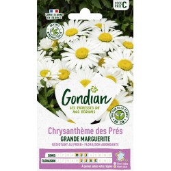 GONDIAN Chrysanthème des...