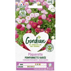 GONDIAN Pâquerette...