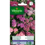VILMORIN OEILLET DE POÈTE...