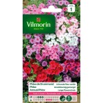 VILMORIN PHLOX DE DRUMMOND...