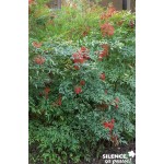 Nandina Domestica Tfe-C10L