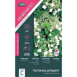 HYDRANGEA anomala...