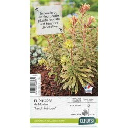 EUPHORBIA 'Ascot Rainbow'...