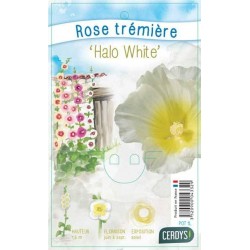 ALCEA rosea 'Halo White'...