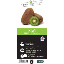 KIWI femelle 'Koryoku'...