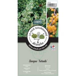 ELAEAGNUS umbellata...