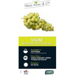 VIGNE 'Birstaler Muskat'...