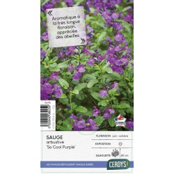 SALVIA 'So cool Purple'...