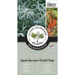 HIPPOPHAE 'Friesdorfer...