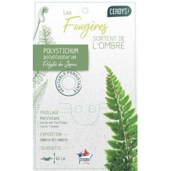 POLYSTICHUM polyblepharum...
