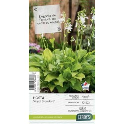 HOSTA 'Royal Standard'...