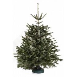 Abies nordmanniana...