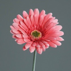 Tige Gerbera  Rose H56