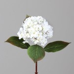 Tige Hortensia  Crème H52