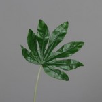 Tige Aralia Feuille   H87