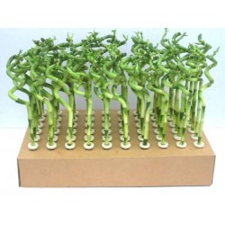 Lucky Bamboo H30