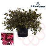 Azalea cascadula h40-p19