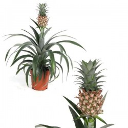 Ananas mi amigo h45-p12