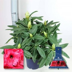 RHODODENDRON hortinno Red...