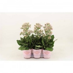 Kalanchoe femini pink h50-p14