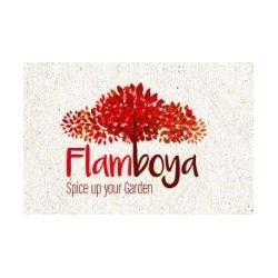 FLAMBOYA